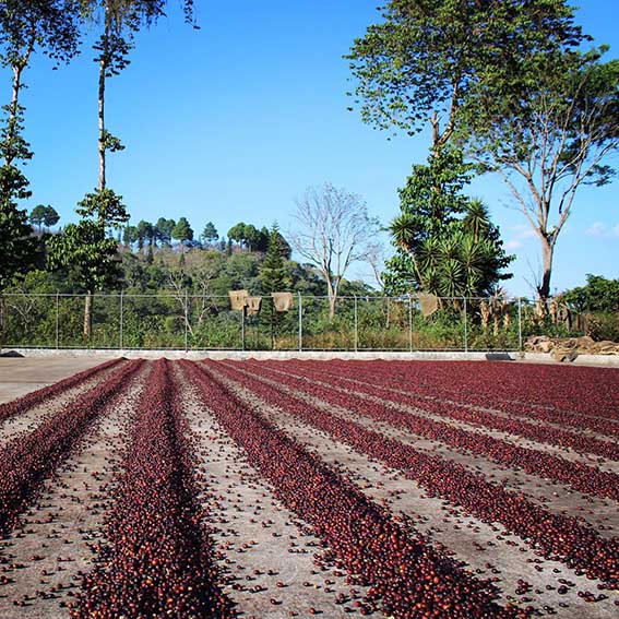 café Salvador édition limitée ferme Ayutepeque Cafés Maurice torréfacteur Toulon 83